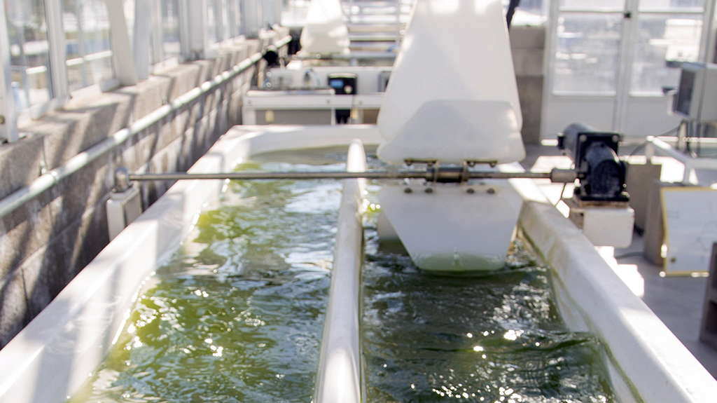 Converting algae into usable bioproducts