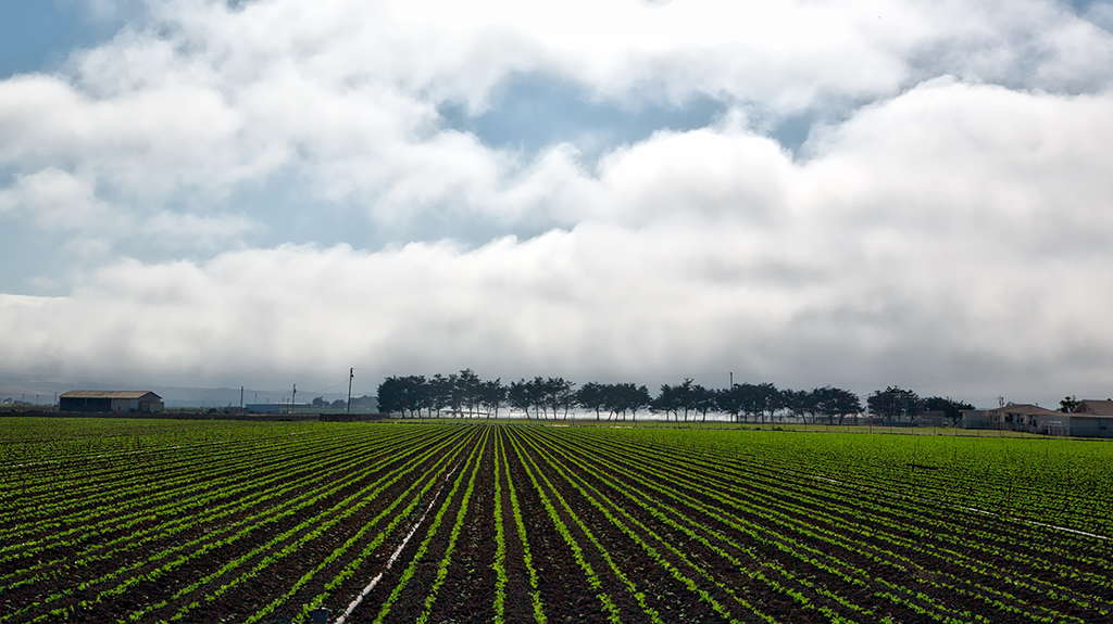 California crop field under cloudy skies