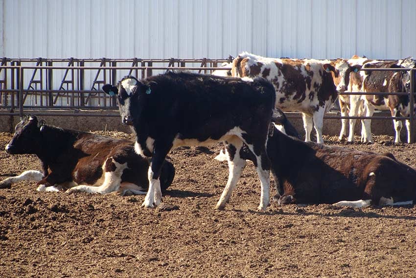 dairy cow manure biogas